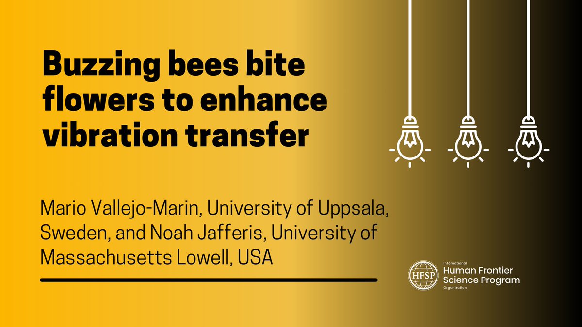 🐝 On #WorldBeeDay, celebrate science that helps us understand bees better!
🧪 #HFSPGrant researchers reveal that during buzz-pollination, bees bite flowers to send powerful head vibrations, doubling the motion of the anther and unlocking pollen.
📃  zurl.co/PHvbX  #sts