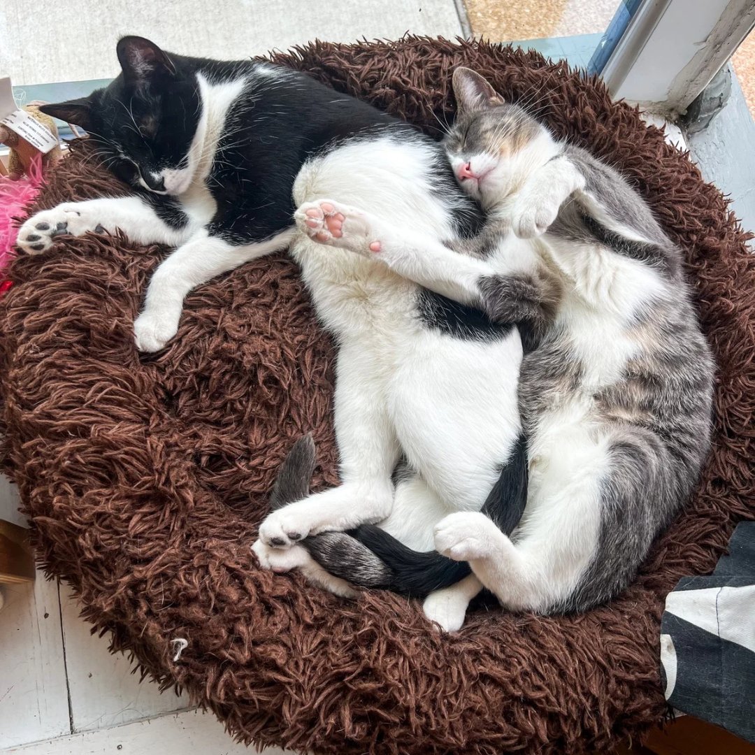 Are you looking for two cats that will play together, cuddle, and keep each company? Patti (female, tux) and Pauley (male, grey) are a great pair! Patti is the boss while Pauley is a silly goose, and they’re both so sweet ❤️