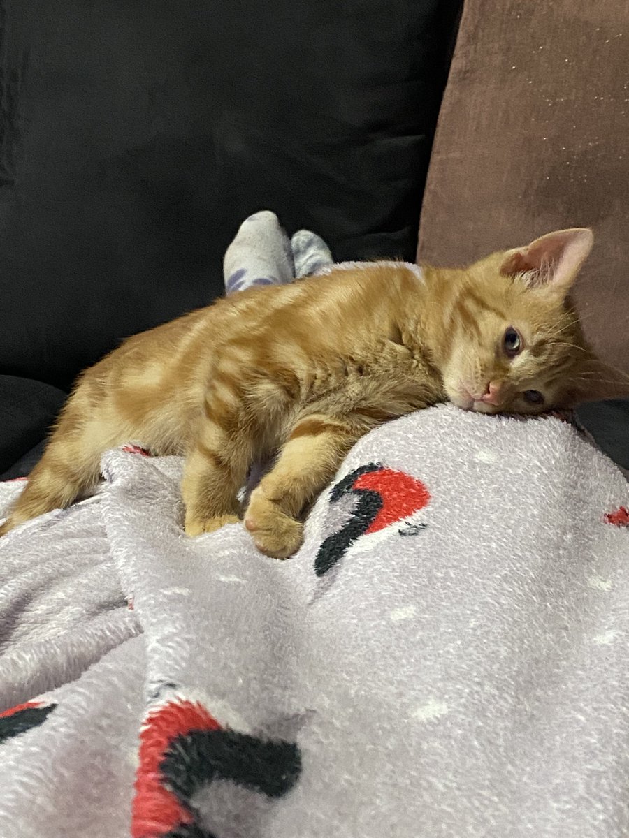 akaxom9k's tweet photo. Вот вам мой смешной маленький кот, который заебался нас заебывать и дает об этом знать https://t.co/924zVToJou