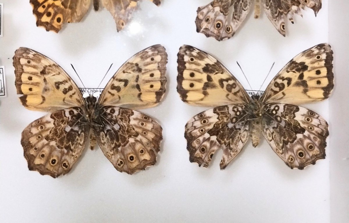 みがし tweet media