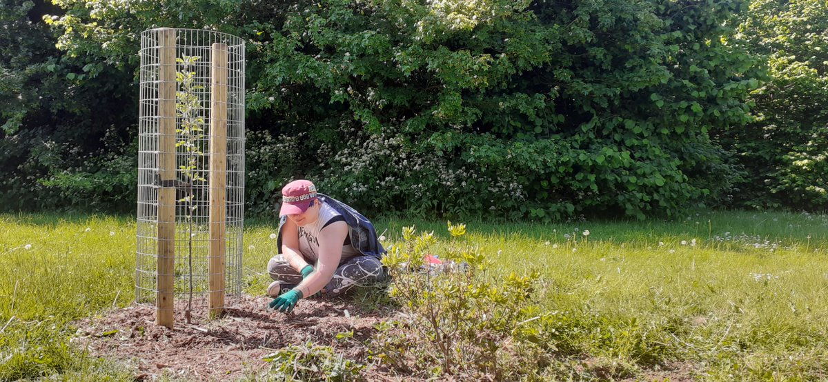 Our wonderful volunteers creating a buzz for #WorldBeeDay in #SouthernDriveForestGarden #DruidsHeath! 

All our Fruit &amp; Nut Village sites are pollinator friendly habitats! We grow plants they love and we NEVER use pesticides or weedkillers.

A huge thanks to all of our busy bees.
