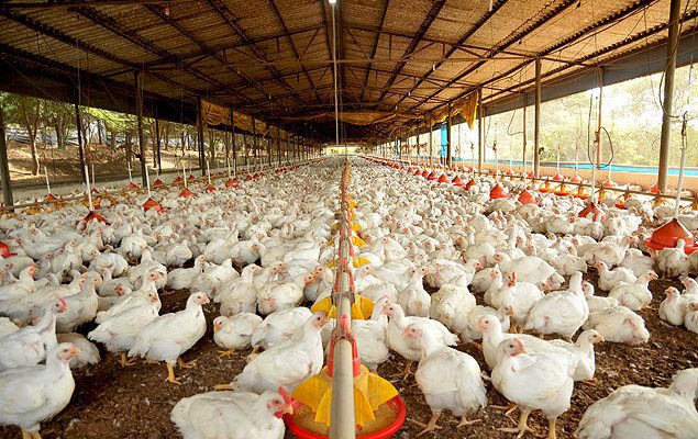 realtimeum's tweet image. ➡️ Ministro da Agricultura diz que a gripe aviária não deve impactar o preço do frango no Brasil. 

Apesar da suspensão das exportações para 17 países, 70% da produção é voltada ao consumo interno, garantindo estabilidade nos preços. 

#Agricultura #GripeAviária #Frango