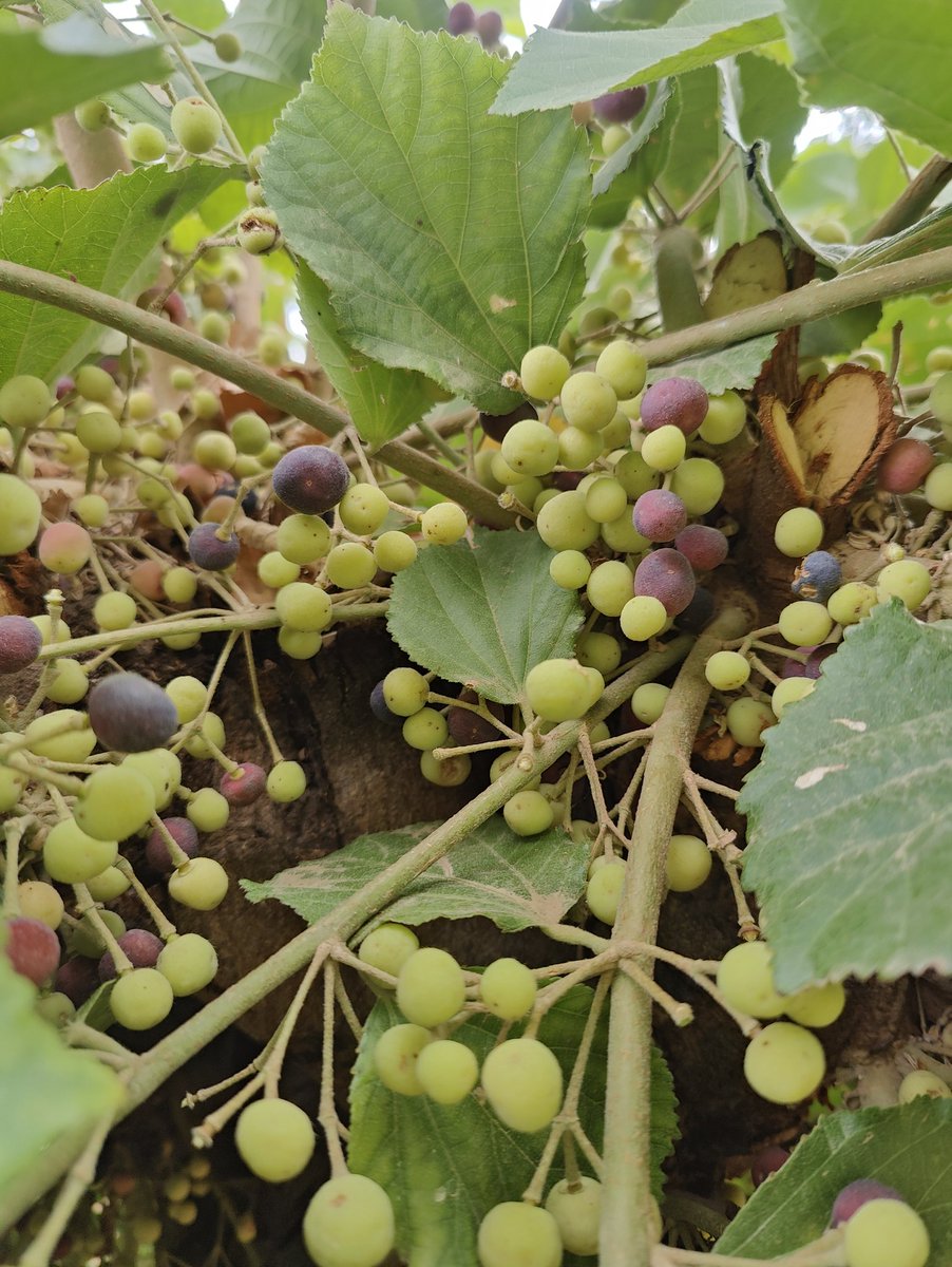 rajendragjr's tweet photo. #Phalsa #फालसा
📍 पुष्कर https://t.co/pyerxoVyHy