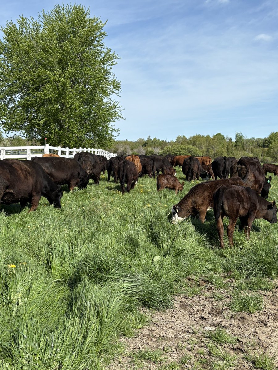 Orok Farms tweet media
