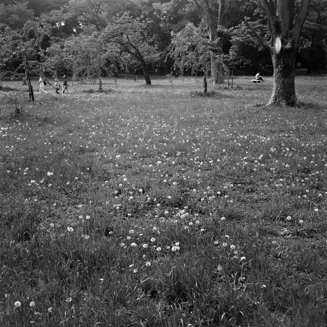 kei_arika's tweet photo. Days.
小金井公園 2025.05
Rolleiflex Standard / Tessar 7.5cm F3.8 / FP4 PLUS
#rolleiflex #rolleiflexstandard #rollei #carlzeiss #tessar #ilford #fp4plus #filmphotography https://t.co/w5cd7ZyYmK