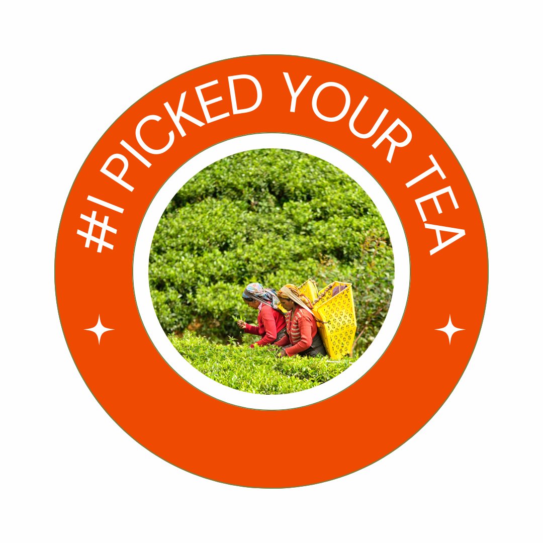 CanadaTea's tweet photo. Tea pickers bring passion and precision to every harvest. 🌱 Get to know their stories and see the love that goes into every cup. 💕 #TeaWithHeart #FarmedWithCare #IPickedYourTea #InternationalTeaDay #ITD #TeaDay @FAO https://t.co/FKIpzG20wp