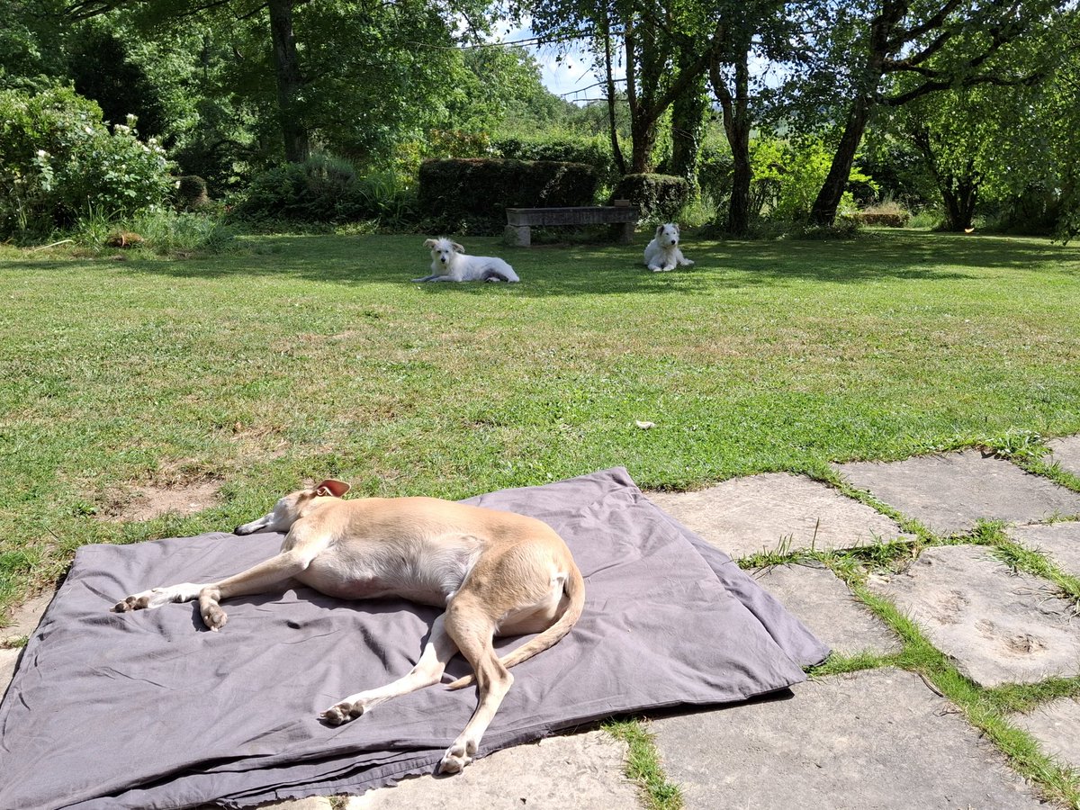 Arth in de sun, me n Syd chilling in de shade 💖