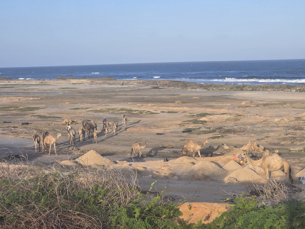 Yusuf Maalim (@yussuf_maalimz) on Twitter photo "Camels by the seaside—truly a symbol of Somalia, a land blessed with many treasures. #Camels #Somalia #LandOfManyBlessings <a href="/DrRaziqKakar/">Prof. Dr Abdul Raziq Kakar ډاکټر رازق کاکړ</a> "Camels by the seaside—truly a symbol of Somalia, a land blessed with many treasures. #Camels #Somalia #LandOfManyBlessings <a href="/DrRaziqKakar/">Prof. Dr Abdul Raziq Kakar ډاکټر رازق کاکړ</a>
