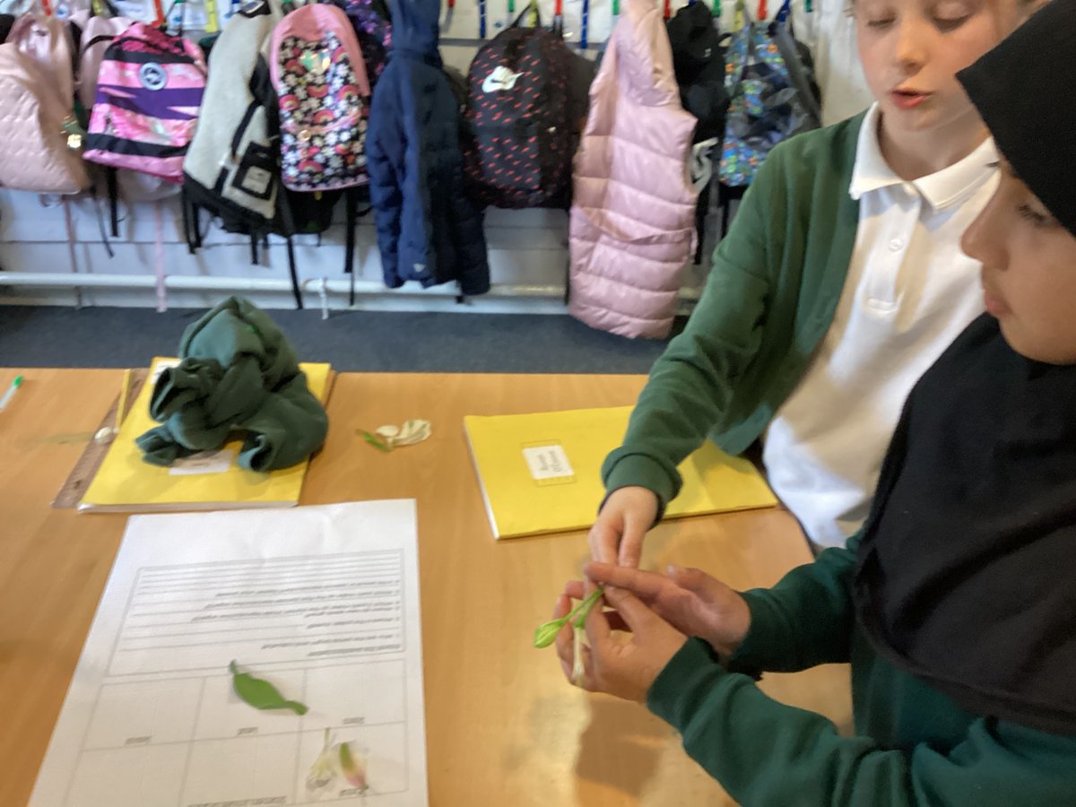 Miss Borrell (@missborrellmg) on Twitter photo We worked like scientists to dissect some flowers and find their reproductive organs <a href="/TeamManorGreen/">Manor Green Primary #ReadyRespectfulSafe</a> We worked like scientists to dissect some flowers and find their reproductive organs <a href="/TeamManorGreen/">Manor Green Primary #ReadyRespectfulSafe</a>