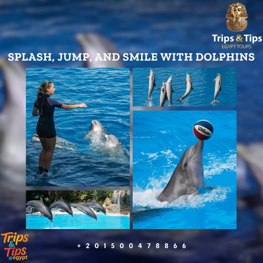 TRIPS_TIPS11's tweet photo. Dolphin Show in Hurghada β Pure joy for all ages! π¬π
Watch dolphins & sea lions perform magical tricks in Makadi Bay.
π Daily at 10:30 AM (except Saturday)
π² Book now: https://t.co/DtRhqIemDl | 01500478866
#DolphinShowHurghada #RedSeaAdventure #FamilyFun #TripsAndTipsEgypt https://t.co/RrIcU4WGon