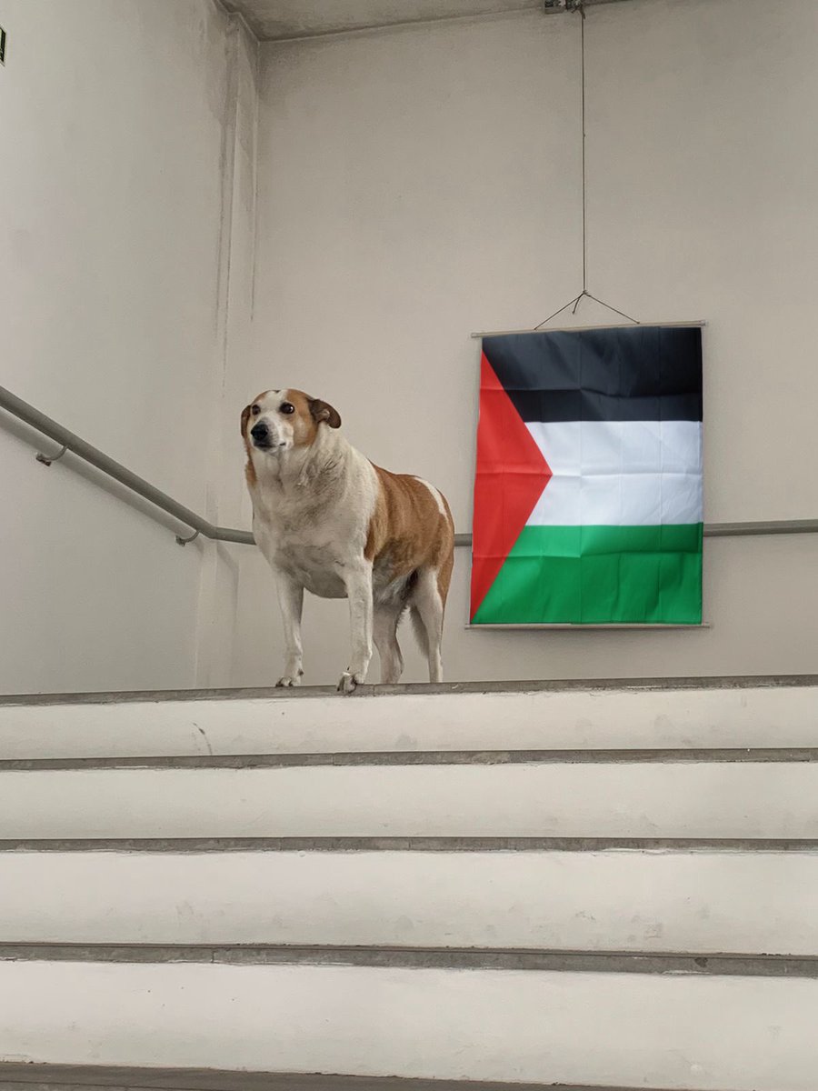 silveira podrão posa ao lado de bandeira palestina e se pronuncia:
PALESTINA LIVRE! chega de matar criançinhas!! zionistas nao sao bem vindos!!