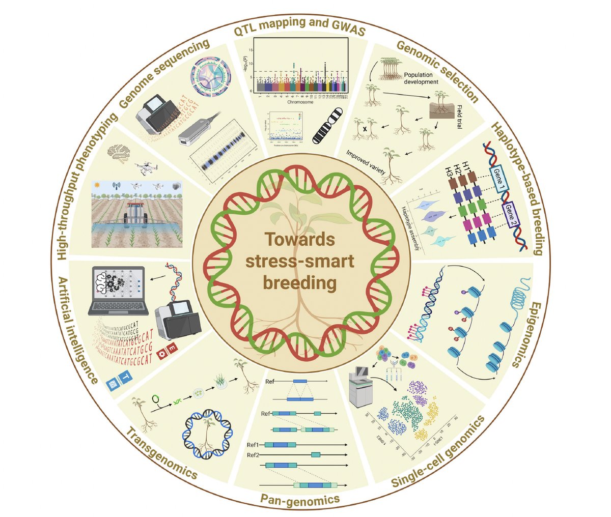 Rajeev Varshney FRS (@rajvarshney) on Twitter photo #NewArticle in <a href="/PlantBiotechJ/">Plant Biotechnology Journal</a>
In the recent review article, we discuss the advancement and prospects of various genomics-assisted breeding tools, including genome sequencing, QTL mapping, GWAS, GS, Haplotype-based breeding, pan-genomics, single-cell/tissue genomics and #NewArticle in <a href="/PlantBiotechJ/">Plant Biotechnology Journal</a>
In the recent review article, we discuss the advancement and prospects of various genomics-assisted breeding tools, including genome sequencing, QTL mapping, GWAS, GS, Haplotype-based breeding, pan-genomics, single-cell/tissue genomics and