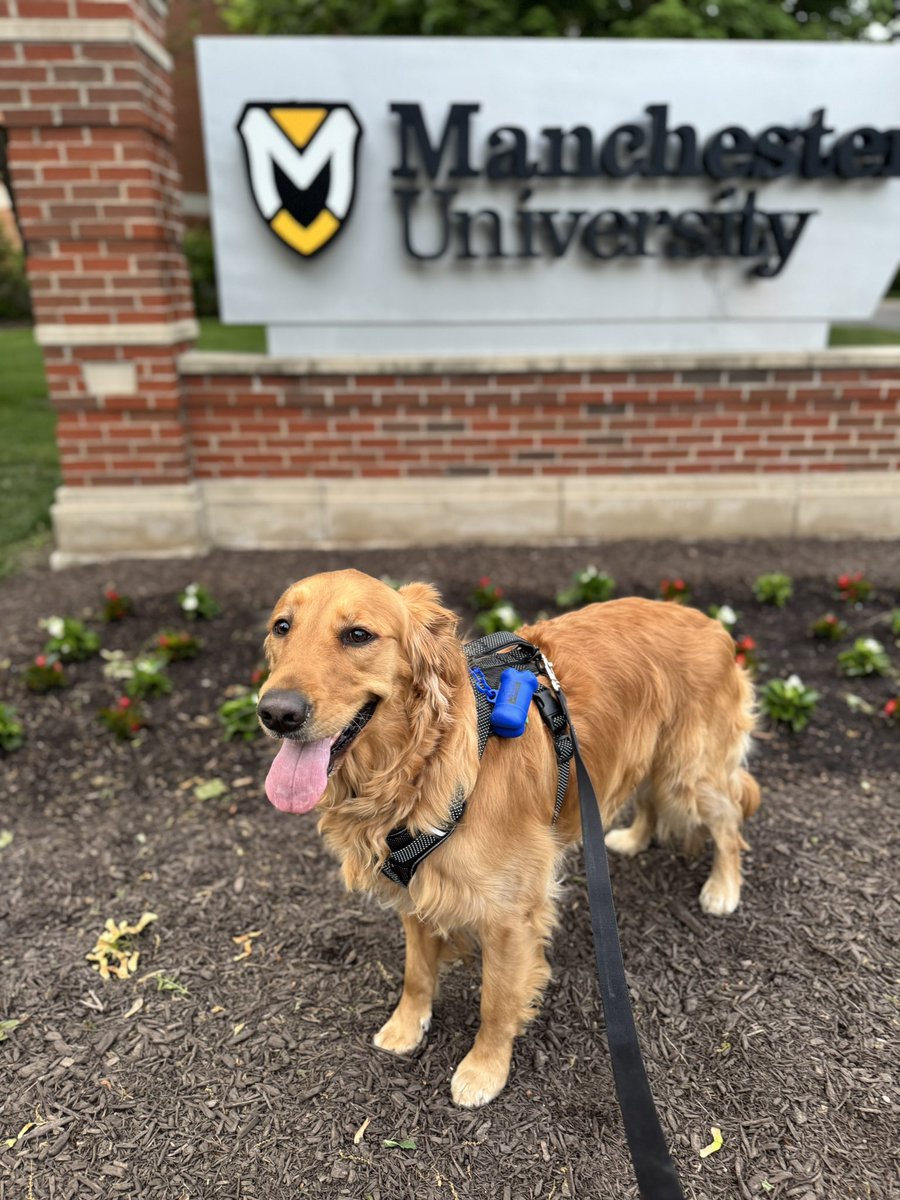 Schilling28's tweet photo. It's bring your dog to campus day! Come visit Yellow, a 3-year-old golden retriever, in ACEN 333. ๐ #goldenretriever #YellowJoy #makeroomforjoy @ManchesterUniv @MUSpartans https://t.co/BRiUeTS6x4