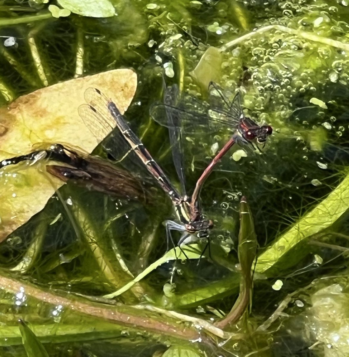 Ruth Newby (@ruth_newby) on Twitter photo Itâs only a few days since I saw the first Large Red Damselfly of the year in my garden & already they are busy creating the next generation! #dragonflies <a href="/BDSdragonflies/">British Dragonfly Society</a> Itâs only a few days since I saw the first Large Red Damselfly of the year in my garden & already they are busy creating the next generation! #dragonflies <a href="/BDSdragonflies/">British Dragonfly Society</a>