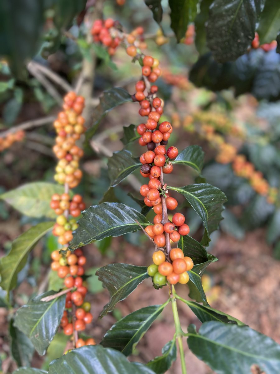 Bird Friendly farming practices produce high-quality coffee and cocoa that often surpasses the taste of non-certified products. Coffee and cocoa grown underneath and alongside trees have a more complex, robust flavor, when compared to conventionally grown alternatives. #Coffee