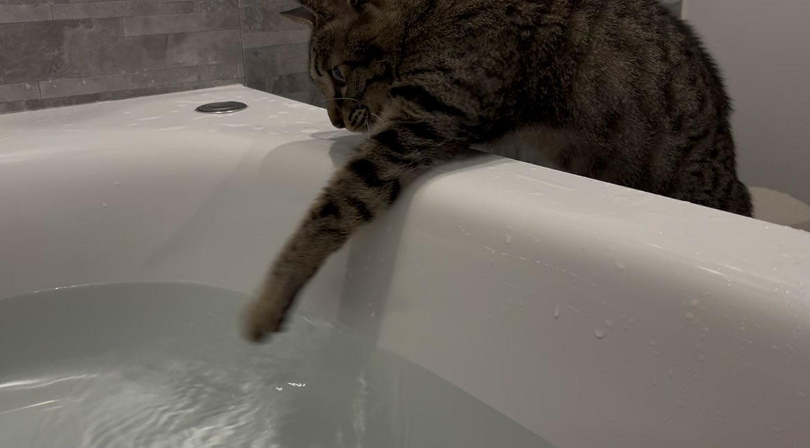 お風呂嫌いなくせに、水遊びは好きな猫