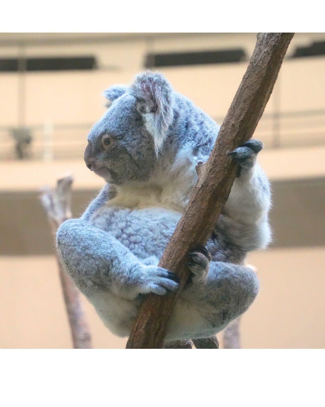 取り置き中　コアラの親子とアジサイ　他5枚 取り置き中 コアラの親子とアジサイ 他5枚 取り置き中 コアラの