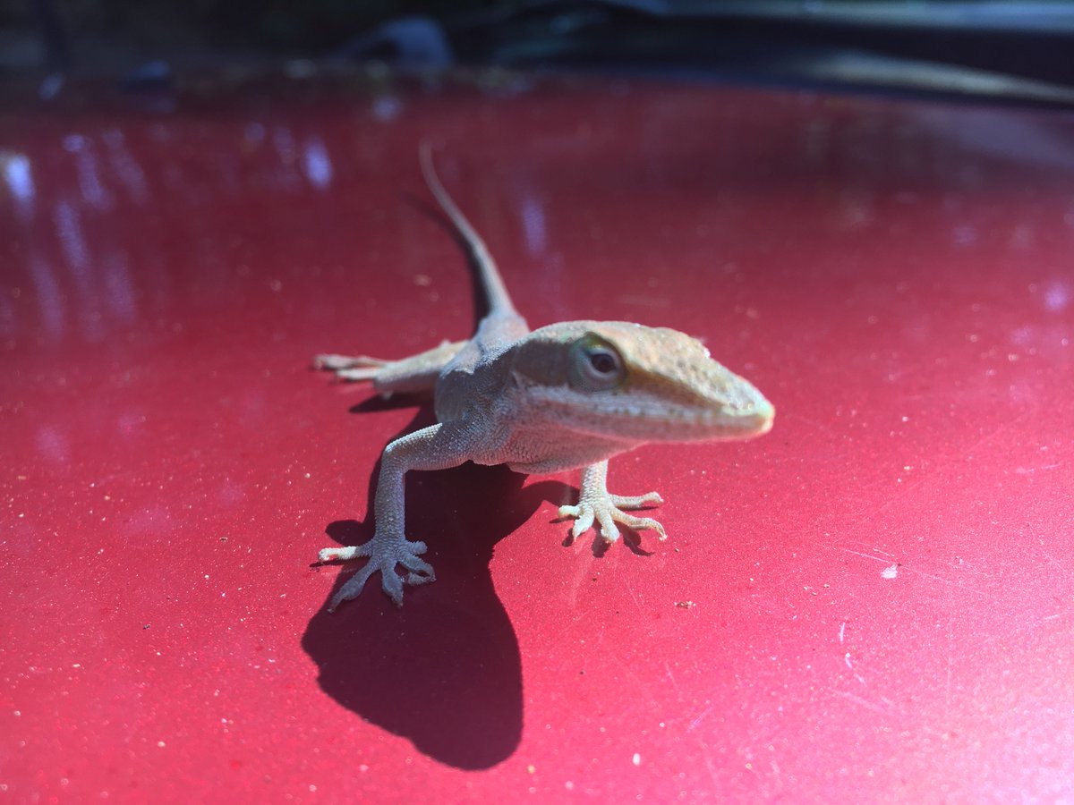 jalanj's tweet photo. Tuesday #LizardDay. Check out this dude, he's stylin' and profilin'.
Bonus pic of Big Blue and an anole chilling. https://t.co/gklH1Fetsh