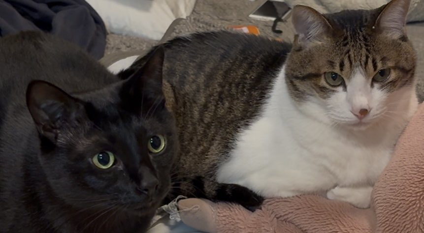 お久しぶりにゃん💛💙
お誕生日御影くんに
沢山のメッセージ有難うございました🎂　　

毎日目薬ポチッと頑張ってるにゃん💛💙