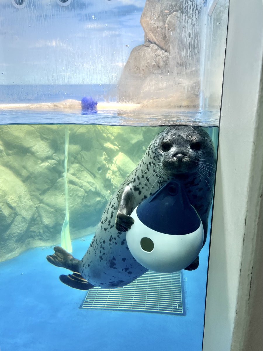 🦭ココアのおきにいり みせるです

ﾊ～～～～～ﾝ😭✨見せてくれてありがとうねぇ～～～～～～～😭✨

 #新江ノ島水族館
 #ゴマフアザラシ
 #ココア