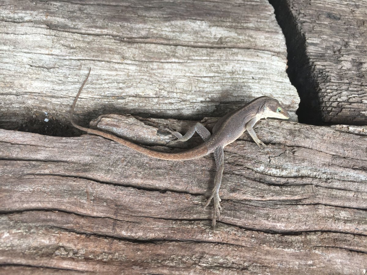 jalanj's tweet photo. Tuesday #LizardDay. Check out this dude, he's stylin' and profilin'.
Bonus pic of Big Blue and an anole chilling. https://t.co/gklH1Fetsh