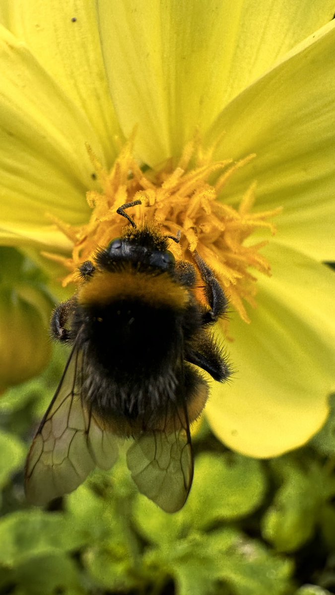 Shibden WI tweet media