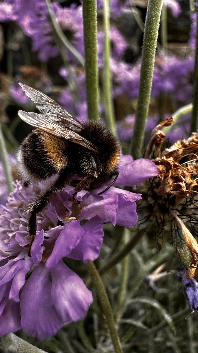 Shibden WI tweet media