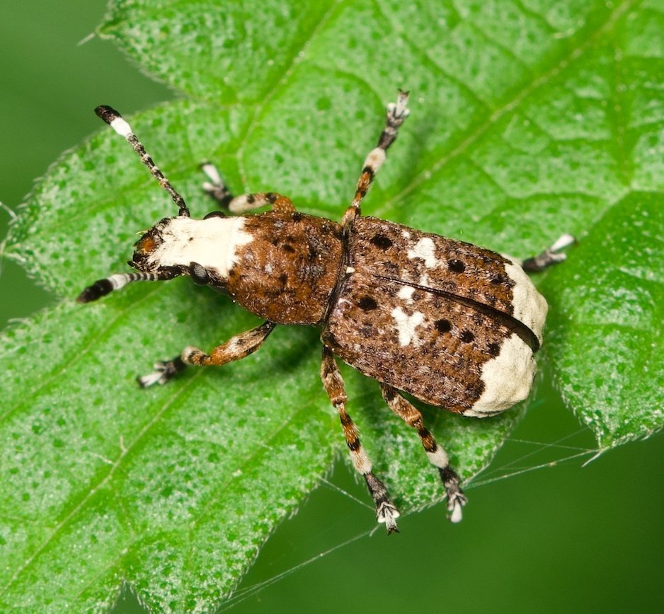 Langfühler-Breitrüßler (#Platystomosalbinus) Sehnde Bockmerholz, 20.5.2025
Die Larven des ernähren sich von Baumpilzen und entwickeln sich im Totholz. Die Eiablage erfolgt vorwiegend in abgestorbenem Holz von Buchen und Erlen.