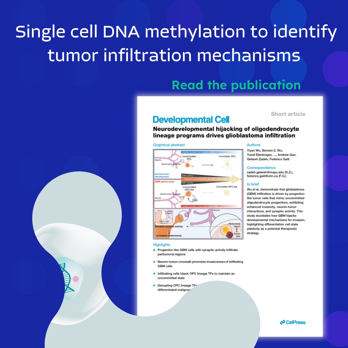Just published in @DevCellJournal: Researchers used @ScaleBio's Single Cell Methylation kit to discover how glioblastoma cells hijack developmental programs to infiltrate brain tissue. hubs.la/Q03nfzMy0