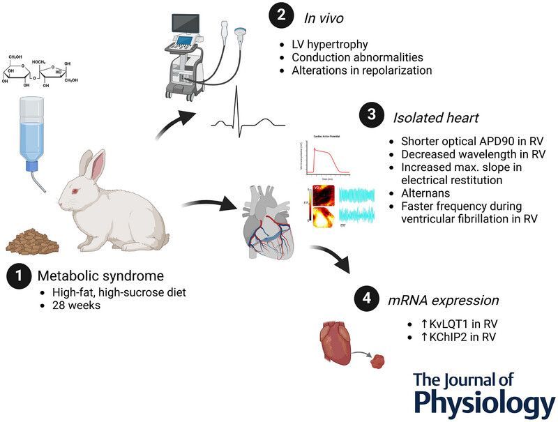 Journal of Physiology (@jphysiol) on Twitter photo Óscar J. Arias-Mutis (<a href="/SaludISCIII/">Instituto de Salud Carlos III (ISCIII)</a> <a href="/medicina_uv/">Fac. Medicina UV</a>) et al. investigated the effects of diet-induced MetS on ventricular remodelling and its potential electrophysiological #arrhythmogenic mechanisms🫀 ✍️
📜 Read the #Research here: buff.ly/G5VDGVi Óscar J. Arias-Mutis (<a href="/SaludISCIII/">Instituto de Salud Carlos III (ISCIII)</a> <a href="/medicina_uv/">Fac. Medicina UV</a>) et al. investigated the effects of diet-induced MetS on ventricular remodelling and its potential electrophysiological #arrhythmogenic mechanisms🫀 ✍️
📜 Read the #Research here: buff.ly/G5VDGVi