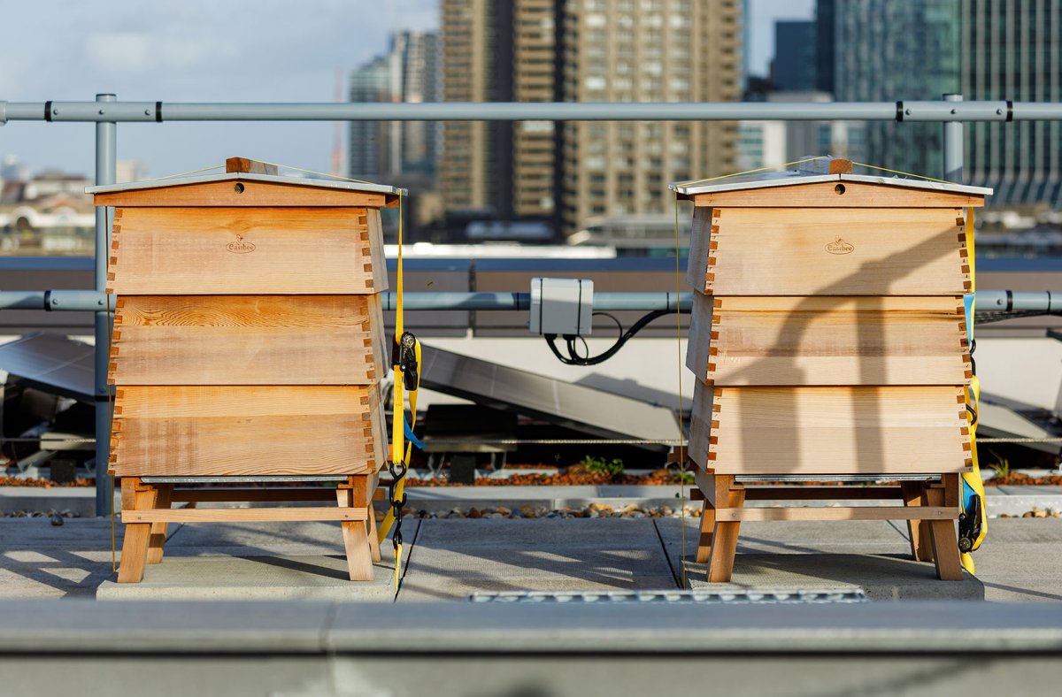 🐝 In recognition of #WorldBeeDay, we’re celebrating the two thriving bee colonies atop the JJ Mack Building’s 885m² green roof - designed to support biodiversity in the heart of London. 🌼🏙️

#Sustainability #UrbanEcology #JJMackBuilding #BeesInTheCity