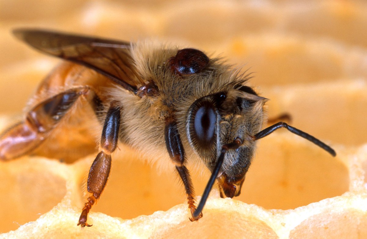 Multistate Research Fund Impacts Program (@mrfimpacts) on Twitter photo As part of a multistate project on honey bee health, <a href="/PurdueAg/">Purdue Agriculture</a> bred honey bees with increased tendency to bite and remove mites from their bodies, which could eliminate the need for miticides. bit.ly/MRF-Bees
#WorldBeeDay #savethebees As part of a multistate project on honey bee health, <a href="/PurdueAg/">Purdue Agriculture</a> bred honey bees with increased tendency to bite and remove mites from their bodies, which could eliminate the need for miticides. bit.ly/MRF-Bees
#WorldBeeDay #savethebees