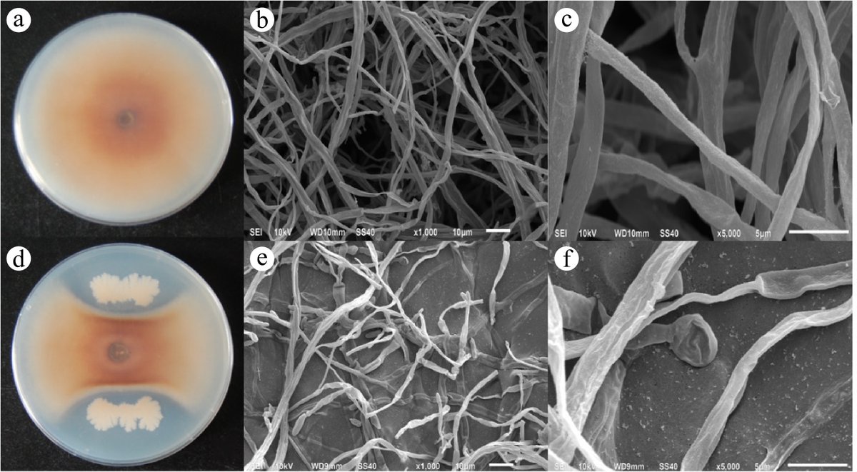 HortiPlant's tweet image. #MPB
Bacillus subtilis strain ge28 shows biocontrol potential against rust rot in Panax ginseng. Study identifies lipopeptides as antagonistic agents. 🌿 #Ginseng #Biocontrol

@MaximumAcademic @NewPhyt @sci_plant @PlantPhys 

Details: maxapress.com/article/doi/10…