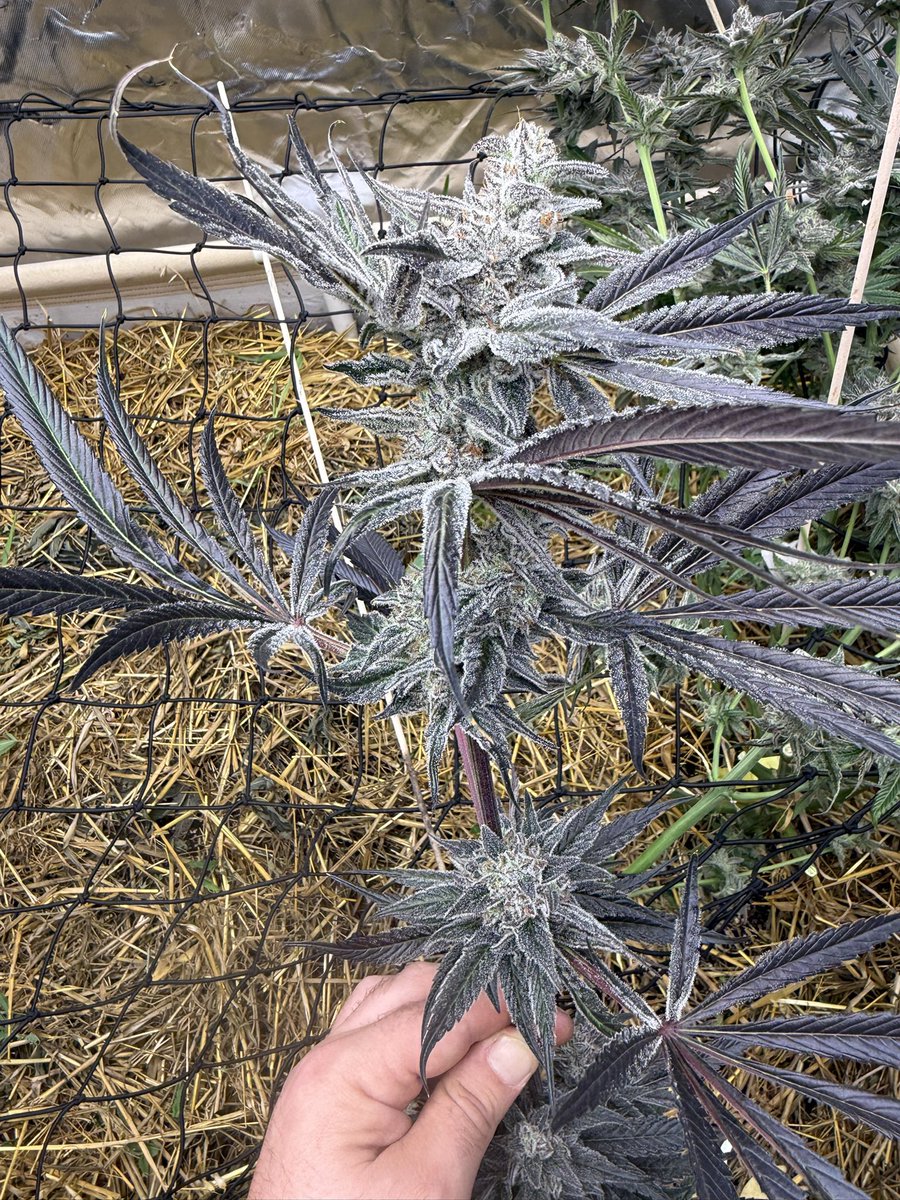 Skywalker_Ranch Genetics (@og_5kywalker) on Twitter photo That’s a wrap on my first living soil run, time to get bed prepped for the next one.. Loyal to the Soil💪
Garlic Jam
<a href="/jollypondfarm/">jollypondfarm</a>
<a href="/BuildASoil/">BuildASoil</a> That’s a wrap on my first living soil run, time to get bed prepped for the next one.. Loyal to the Soil💪
Garlic Jam
<a href="/jollypondfarm/">jollypondfarm</a>
<a href="/BuildASoil/">BuildASoil</a>