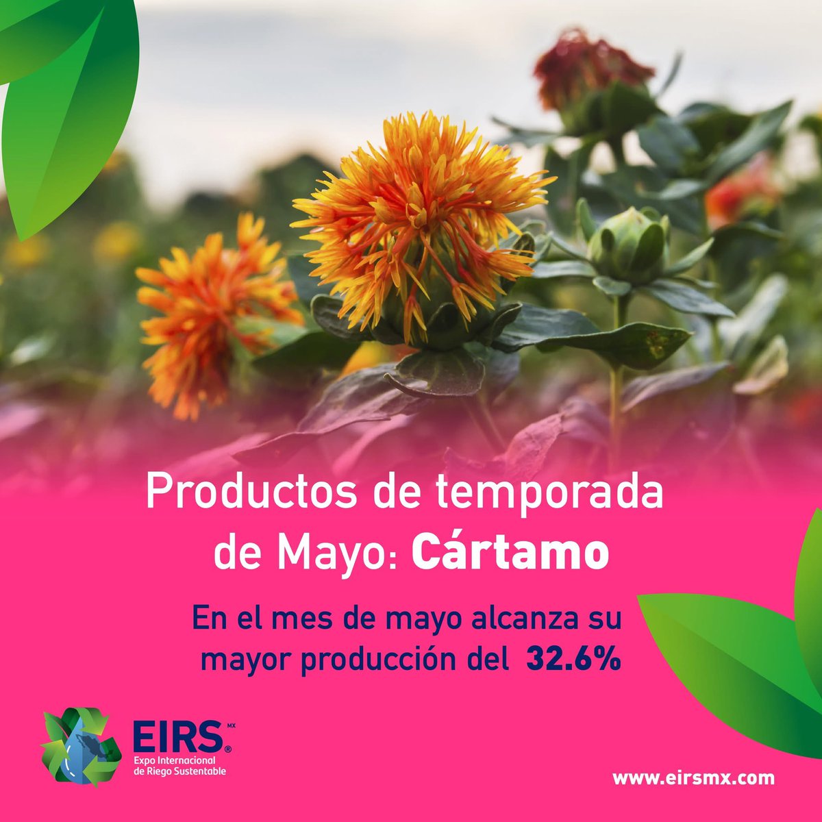 Carthamus Tinctorius
✔ En México el cultivo en Sonora, Tamaulipas y Jalisco.
✔ El cultivo es para producir aceite comestible, tambien para crear colorante rojo, amarillo y naranja a través de sus flores
✔ 💦 Se recomienda un sistema de riego por goteo es efectivas de regar