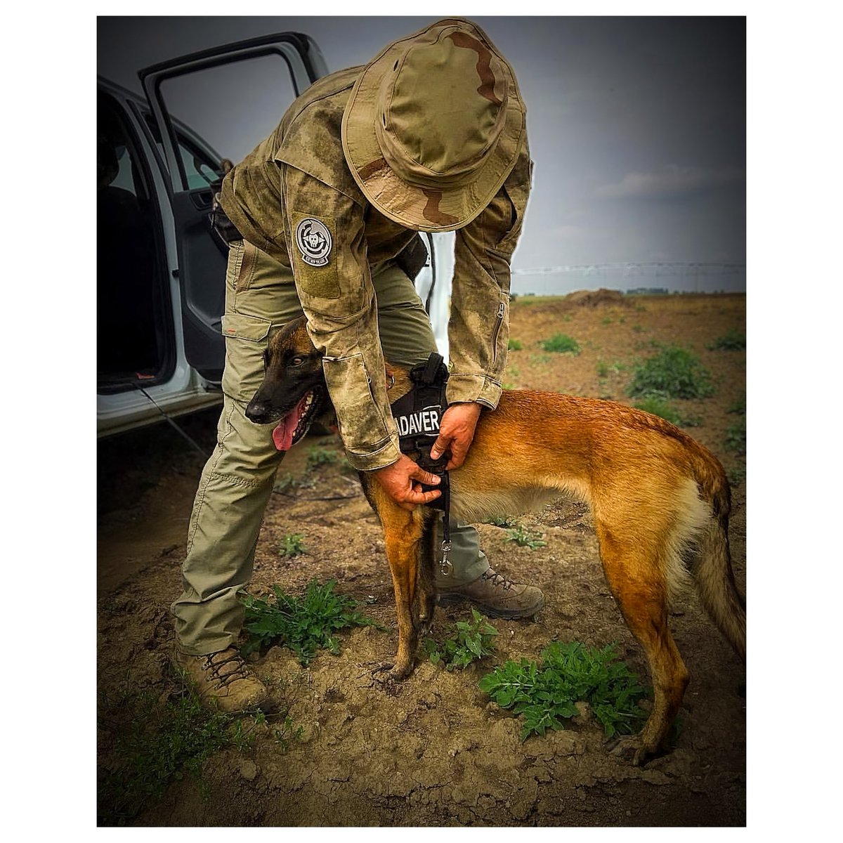 #blastfromthepast 
Yesterday she, Mali #maligator, was 14 y old. She is still queen bi***  
And she is allowed everything
On this photo from 2016 I was helping her working on a war crime case and she did goooood 🤘🏻😎
#cadaver #detectionk9