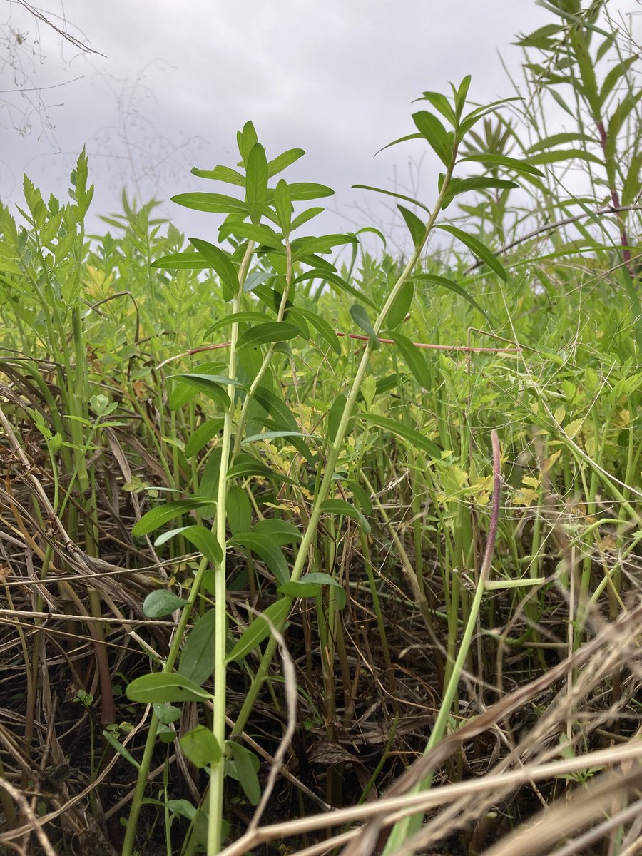 furoco1980's tweet photo. 湿地帯にミソハギを植えた。地下茎と種で繁殖力は強いんだって。でもうちの湿地帯は稲科の雑草も多く相性は悪いみたい。
たくさん増えるといいな。
#ミソハギ
#30年で森化 https://t.co/iLVbzH164b
