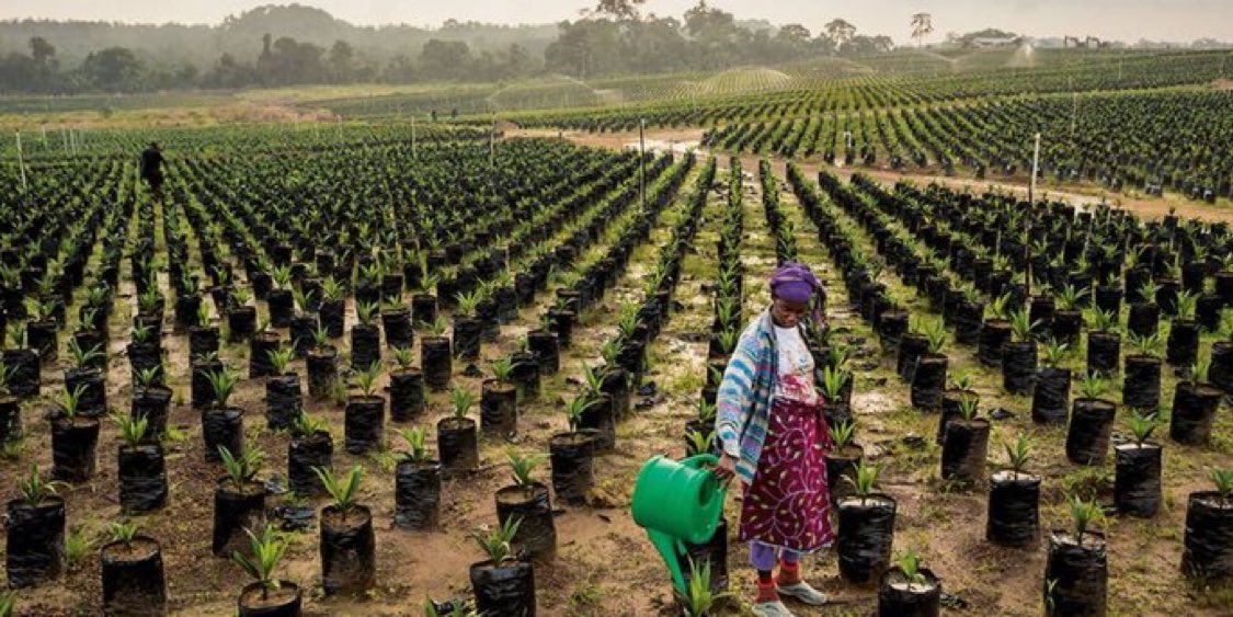 coherence_e's tweet photo. « On ne peut pas labourer, semer, récolter et manger le même jour. »
Proverbe africain https://t.co/L3EW1UuV0v