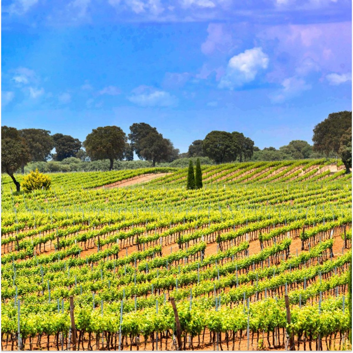 turismoclm's tweet photo. Descubre la Ruta del Vino de La Manchuela. 🍷

Viñedos, ríos, pueblos de cuento como Alcalá del Júcar y vino Bobal para saborear lo mejor de nuestra tierra. ¡Planazo asegurado! 👌🏼@‌RVlaManchuela https://t.co/mqaTN80mgz