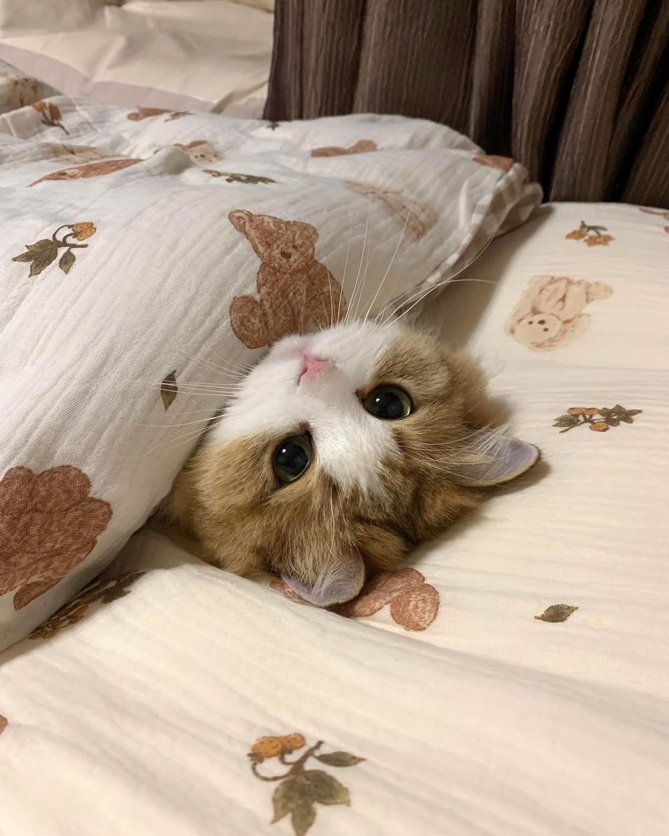 TheCatsX's tweet photo. in bed https://t.co/W8whg5oDbO