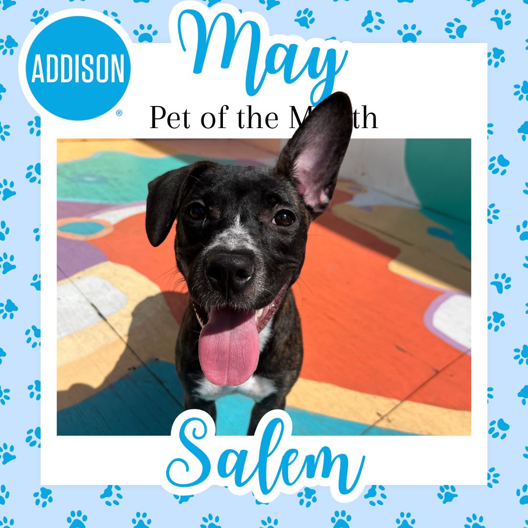 Town of Addison (@townofaddison) on Twitter photo Say hello to Salem, a 5-month-old pup that was found as a stray in the Target parking lot. Salem is ready to find a forever home!
If you're interested in adopting Salem, contact Addison Animal Services at addisonanimalservices@addisontx.gov or by calling 972-450-2845! Say hello to Salem, a 5-month-old pup that was found as a stray in the Target parking lot. Salem is ready to find a forever home!
If you're interested in adopting Salem, contact Addison Animal Services at addisonanimalservices@addisontx.gov or by calling 972-450-2845!