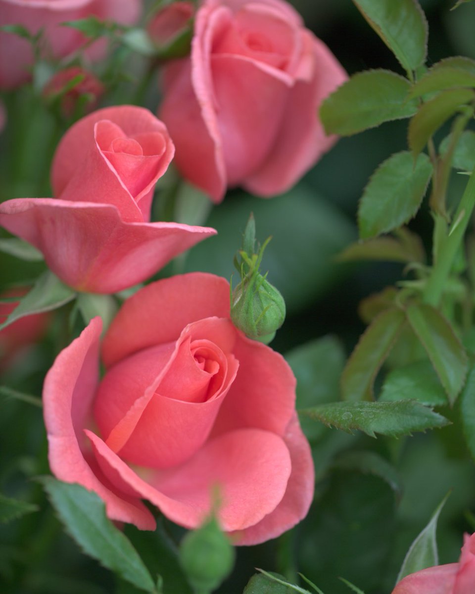BBC Gardeners World tweet media
