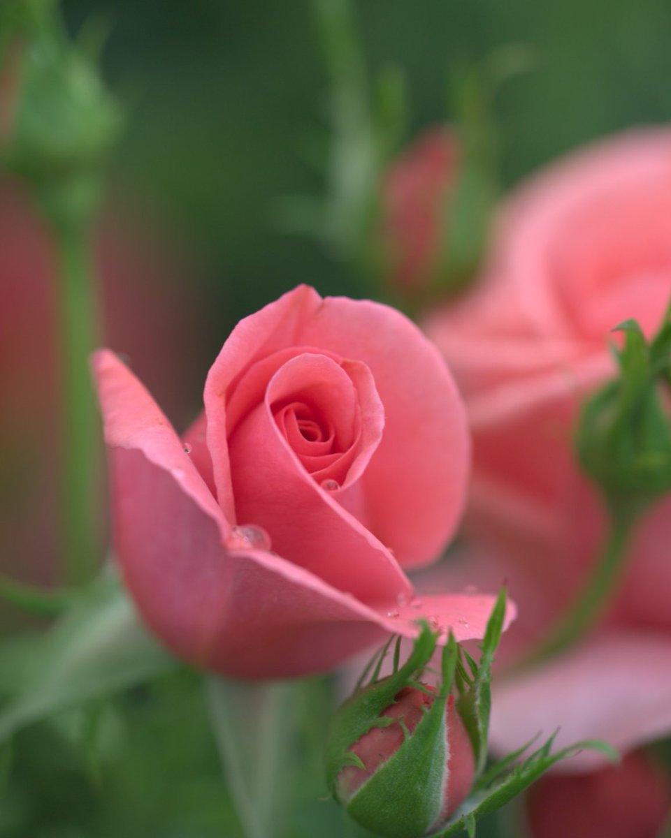 BBC Gardeners World tweet media