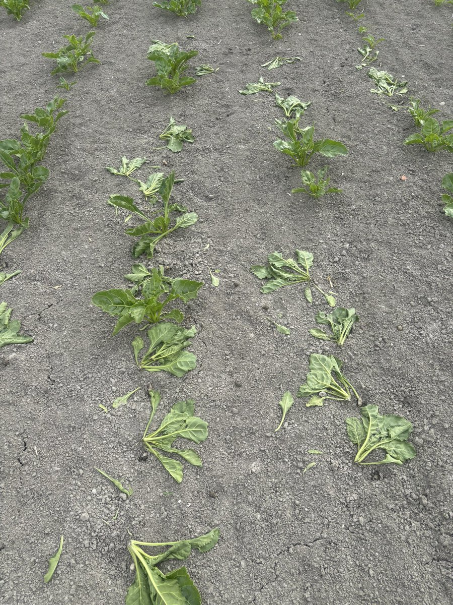 Cees Van Splunter tweet media