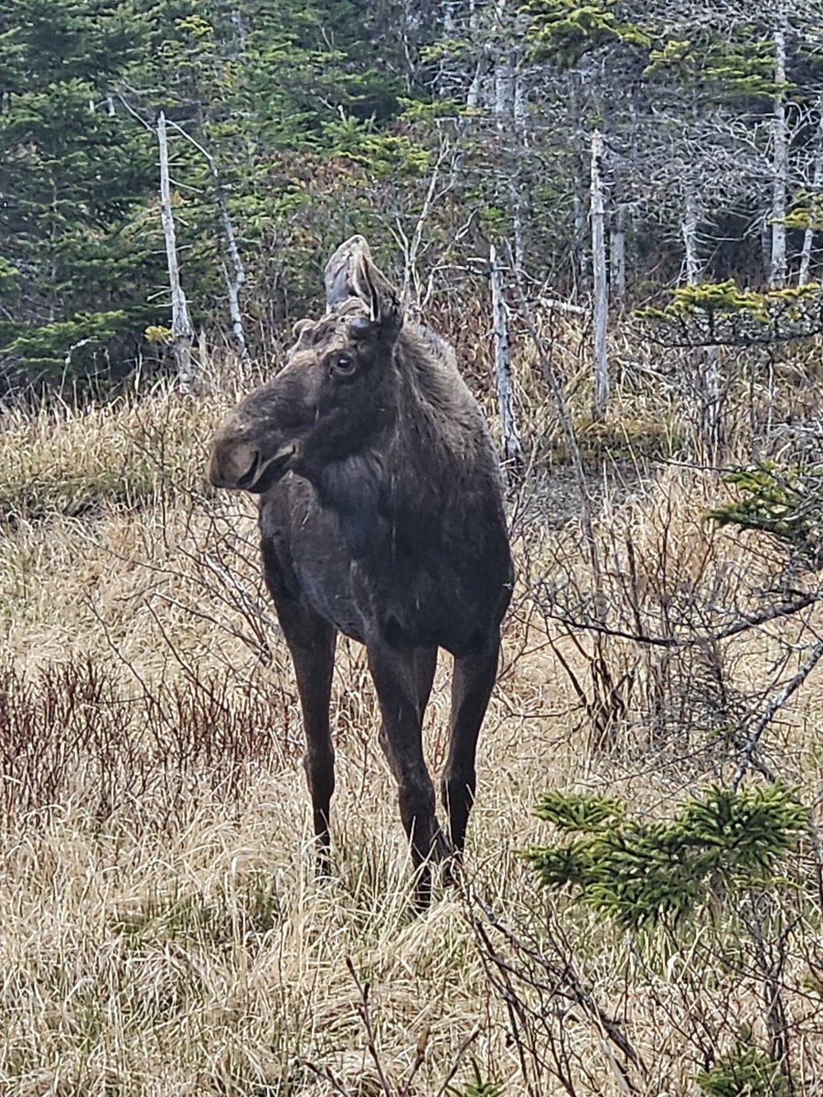 Moose