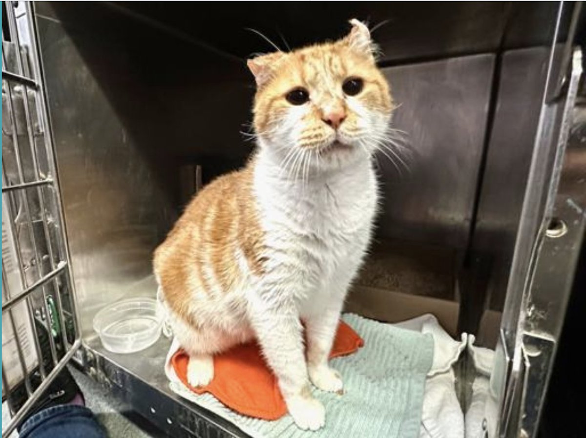 Nathalie Ⓥ 𓃟 #Pigoneer tweet media