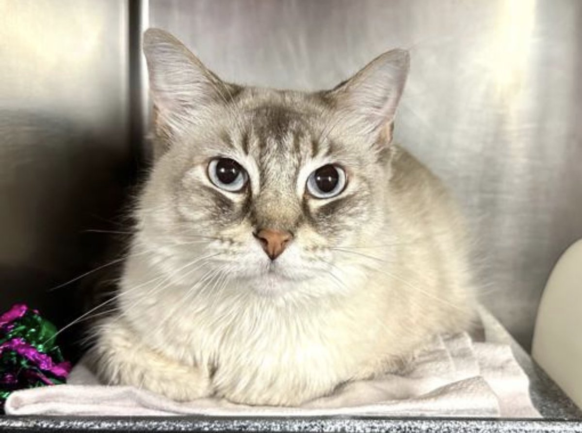 Nathalie Ⓥ 𓃟 #Pigoneer tweet media