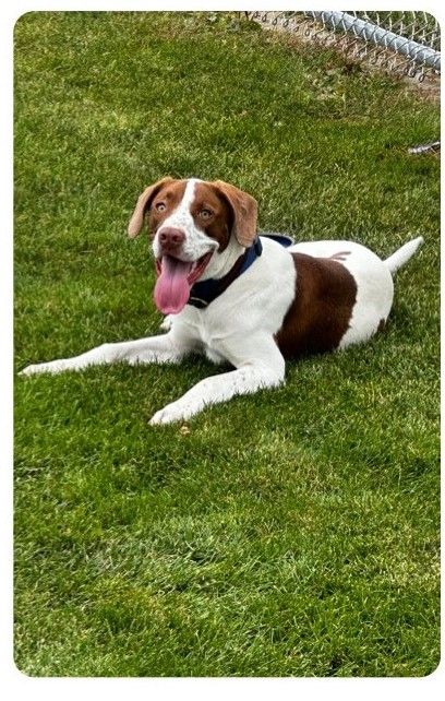 ComlinkSol's tweet photo. It's National Rescue Dog Day! It's no secret we at Comlink love our pups.  

Meet Ritchie. He is the newest member of our Comlink dog friends. Ritchie comes from Minneapolis Animal Care and Control. He is a 1 year old who loves running at the baseball fields, playing catch. https://t.co/15BVVGmVk0