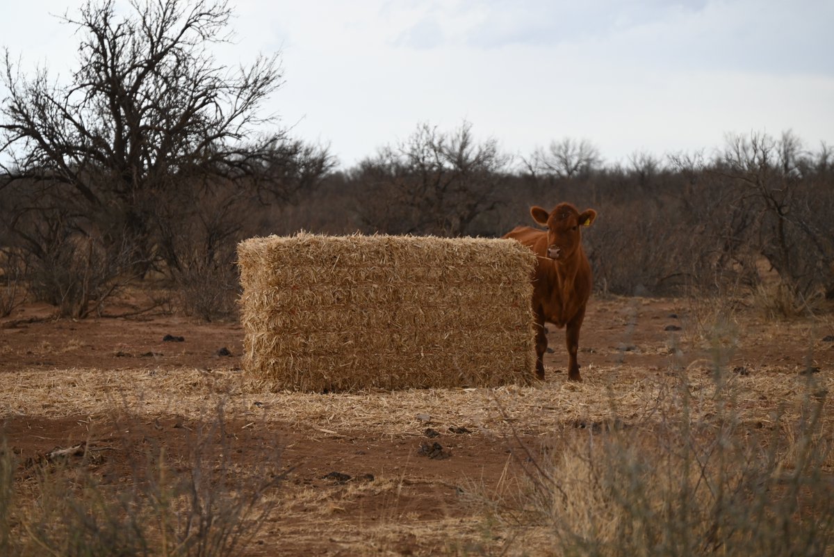 Boomitra tweet media