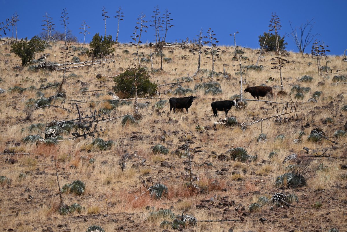 Boomitra tweet media